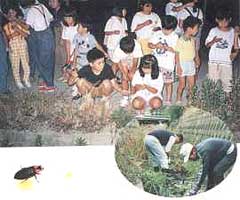 「八尾の川を考える会の松村定雄さんを中心に校区を流れる郡川でヘイケボタルを生息させ「ホタルの里」となるようがんばっておられますクリックするとその活動の様子紹介ホームページへ