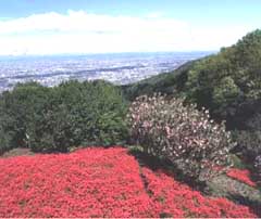 学校のすぐ東側には、信貴山や高安山が見え、ケーブルで上れます。高安山から見た河内平野　クリックすると高安山のホームページに
