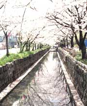 高安駅の西を流れる玉串川。桜並木がきれいです。川沿いは煉瓦造りの洋館や高級住宅が立ち並んでいます。